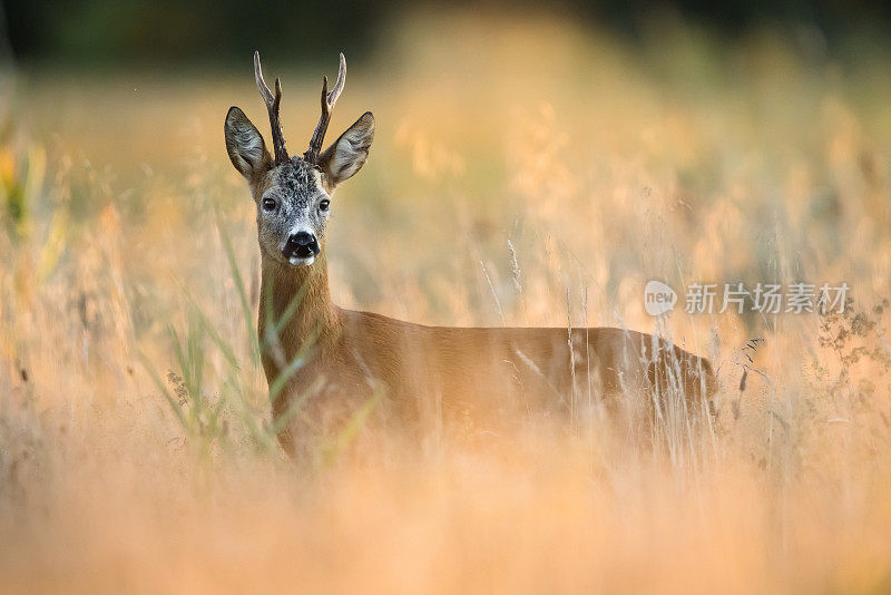 狍子（Capreolus capreolus）